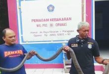 King Cobra 3,5 Meter Ditangkap di Cianjur