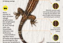 Spesies Baru Cecak Jarilengkung asal Kalimantan