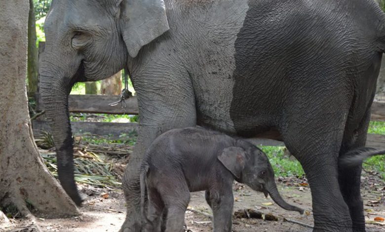 Sepasang Gajah Kembar Lahir Di Srilanka