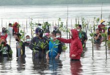 Turun ke Laut, Presiden Joko Widodo Tanam Mangrove Bersama Masyarakat di Batam