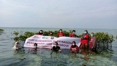 Coca-Cola Europacific Partners Tanam 1.500 Mangrove Di Kepulauan Seribu