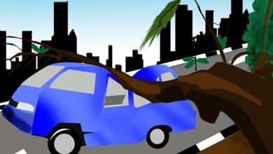 Pohon Tumbang Di Depok, Mobil Ringsek, Dua Orang Terluka