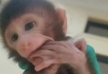 Karantina Lampung Gagalkan Penyelundupan Belasan Ekor Monyet