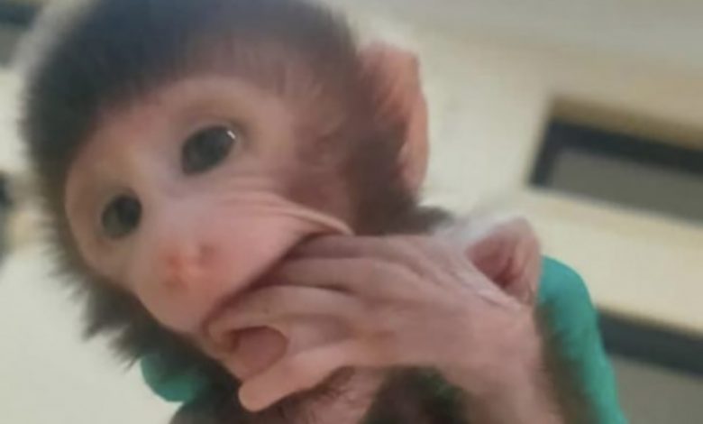 Karantina Lampung Gagalkan Penyelundupan Belasan Ekor Monyet