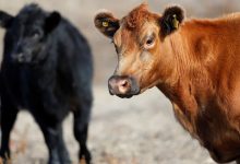 Dilanda Wabah Sapi Gila, Brazil Stop Ekspor Daging ke China