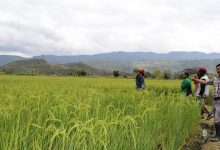 Petani Jayawijaya Papua Belum Anggap Penting Sertifikat Tanah