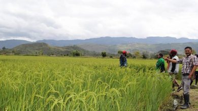 Petani Jayawijaya Papua Belum Anggap Penting Sertifikat Tanah
