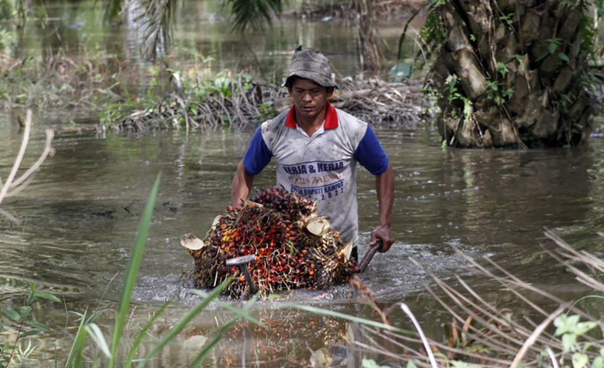 petani