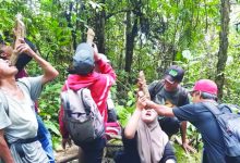 Biasanya di Kalimantan, Akar Bajakah Tak Sengaja Ditemukan di Sumbar