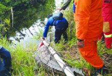 Seekor Buaya Dilepasliarkan di Sungai Penarik Natuna