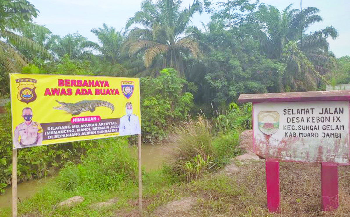 Buaya Muara