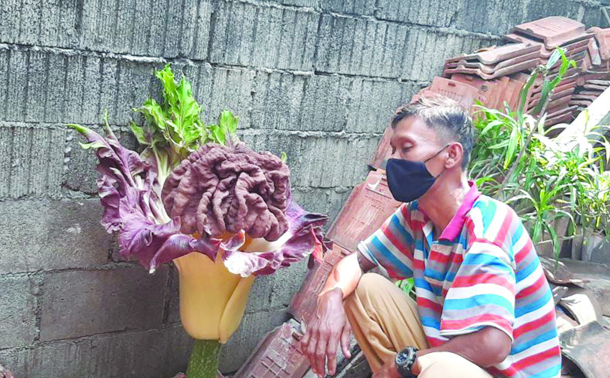 tanaman mirip bunga bangkai