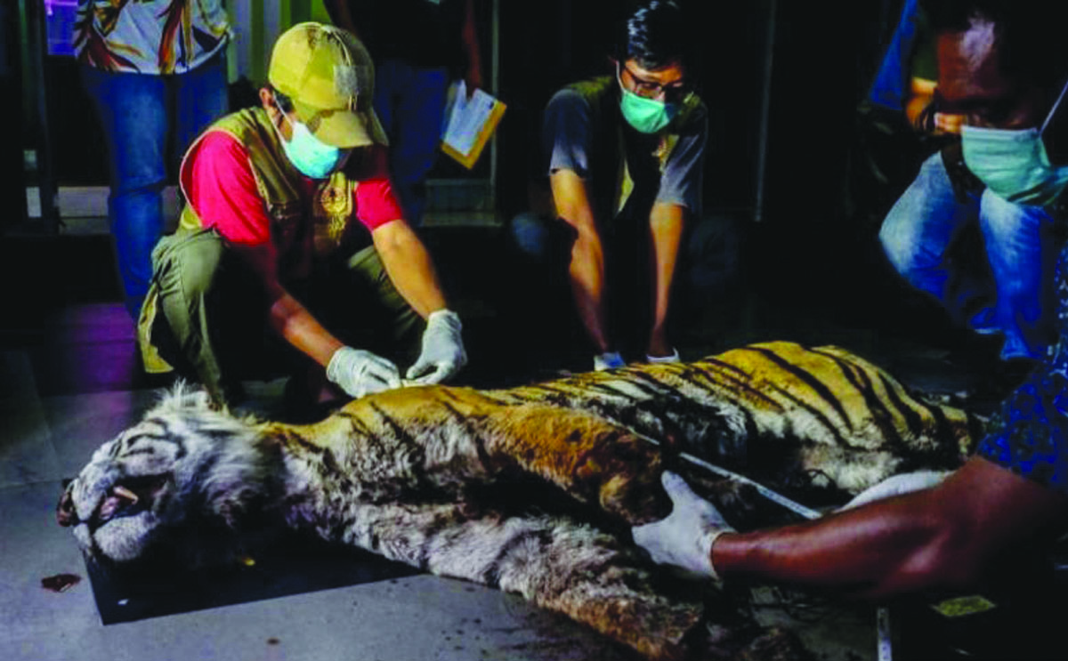 harimau mati