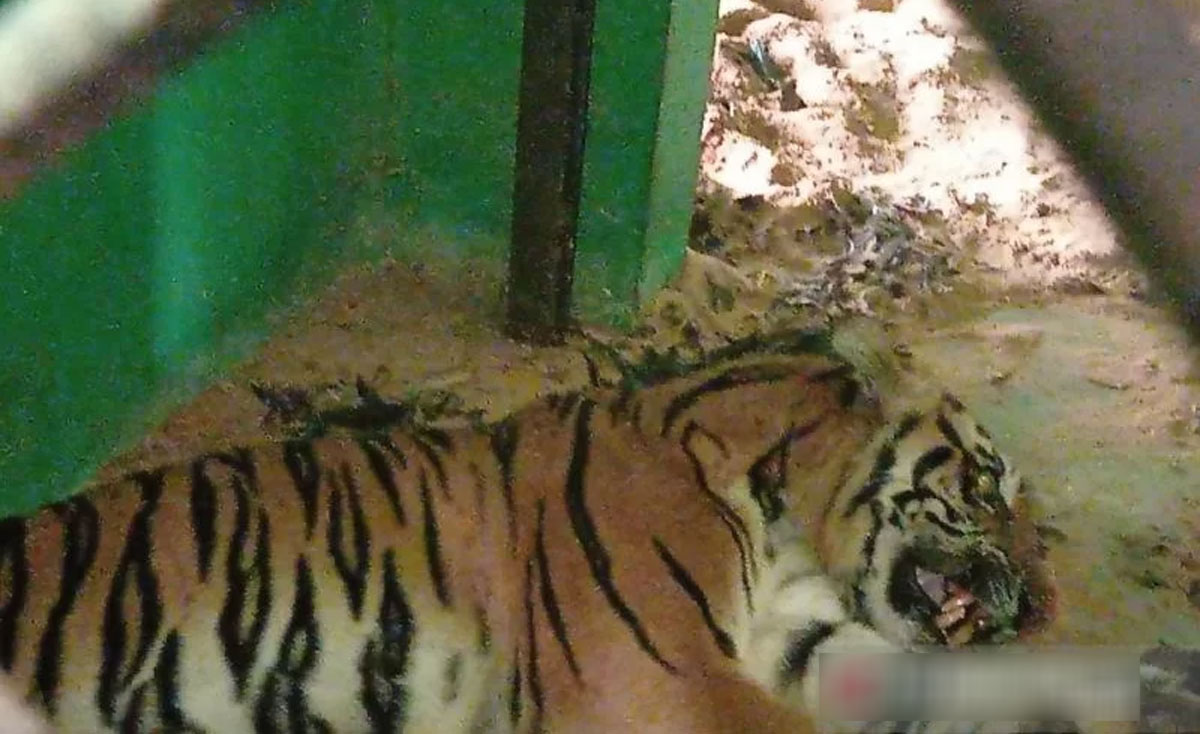 harimau sumatera