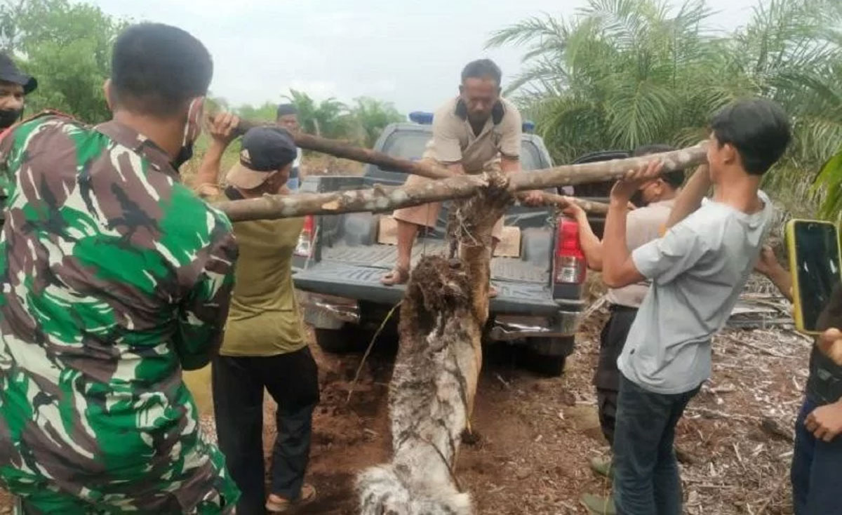 harimau sumatera