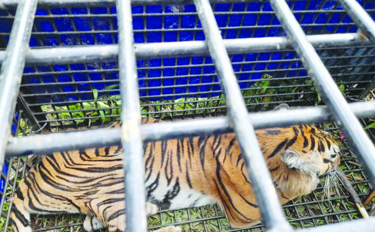 harimau