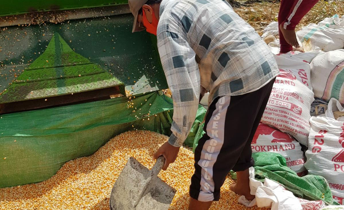 jagung