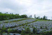 Kementan Kembangkan Food Estate Hortikultura di Wonosobo
