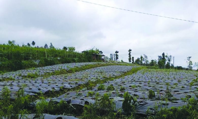 Kementan Kembangkan Food Estate Hortikultura Di Wonosobo