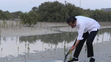 Presiden Jokowi Tanam Mangrove Di Abu Dhabi