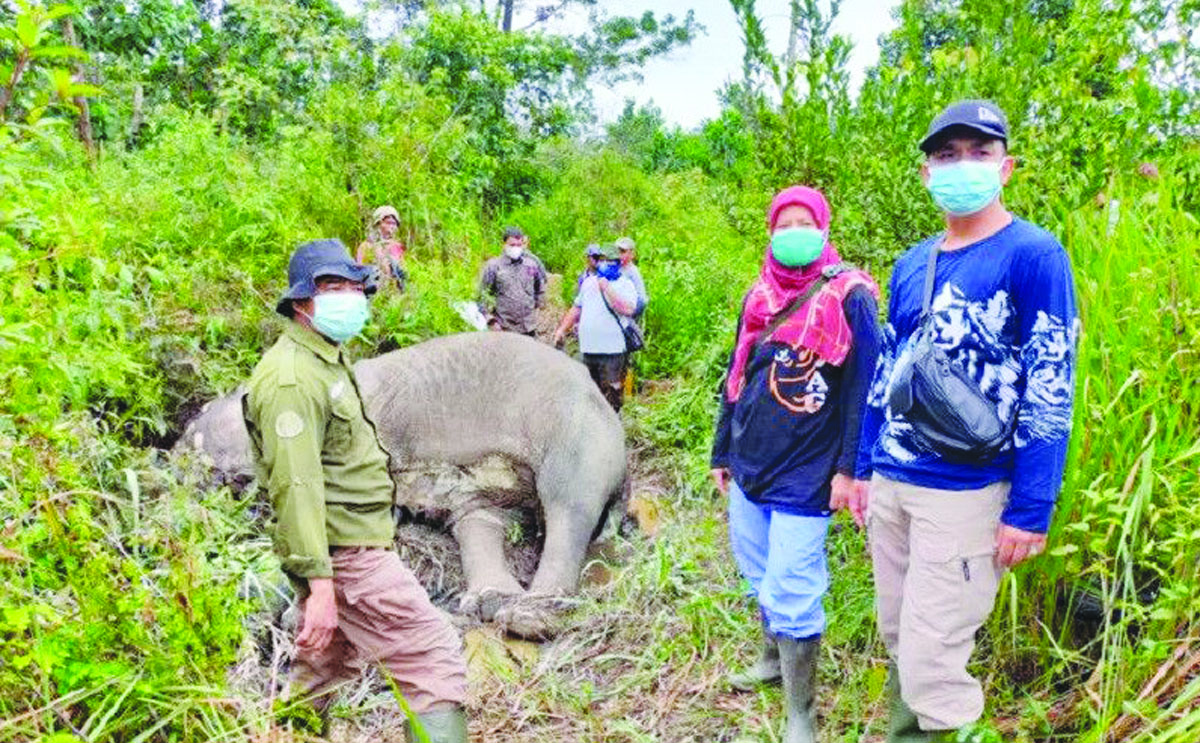 gajah mati