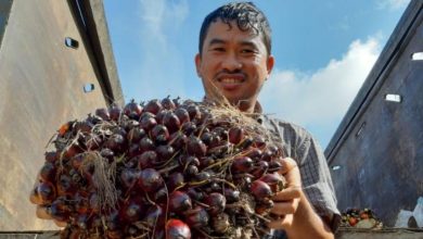 Indonesia-Belanda Perkuat Kerja Sama Terkait Kapasitas Petani Sawit