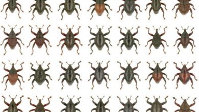 28 Kumbang Moncong Jenis Baru Ditemukan Di Sulawesi