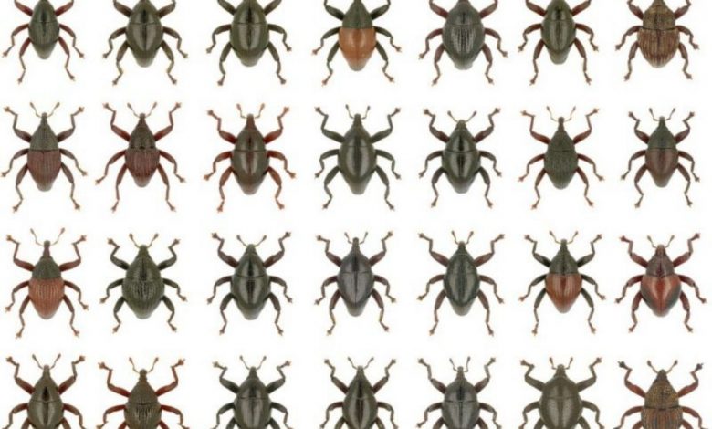 28 Kumbang Moncong Jenis Baru Ditemukan Di Sulawesi