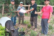BBKSDA Riau Selamatkan Tapir yang Terluka
