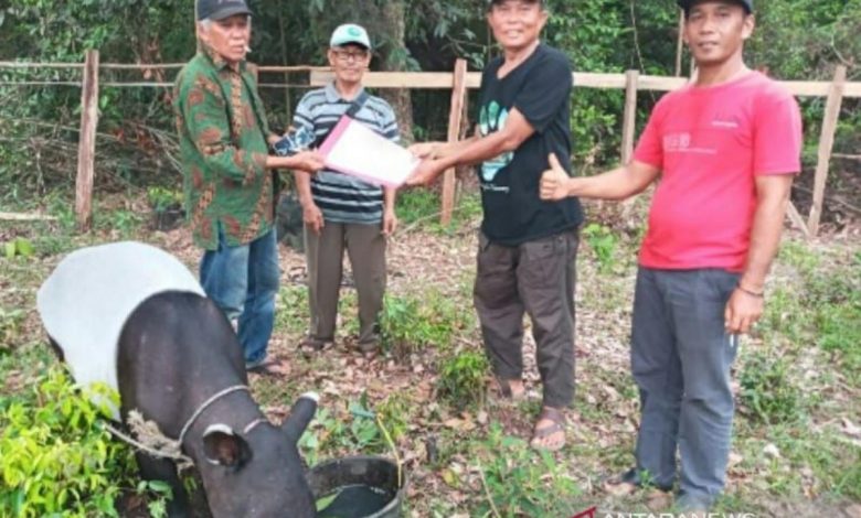 Bbksda Riau Selamatkan Tapir Yang Terluka