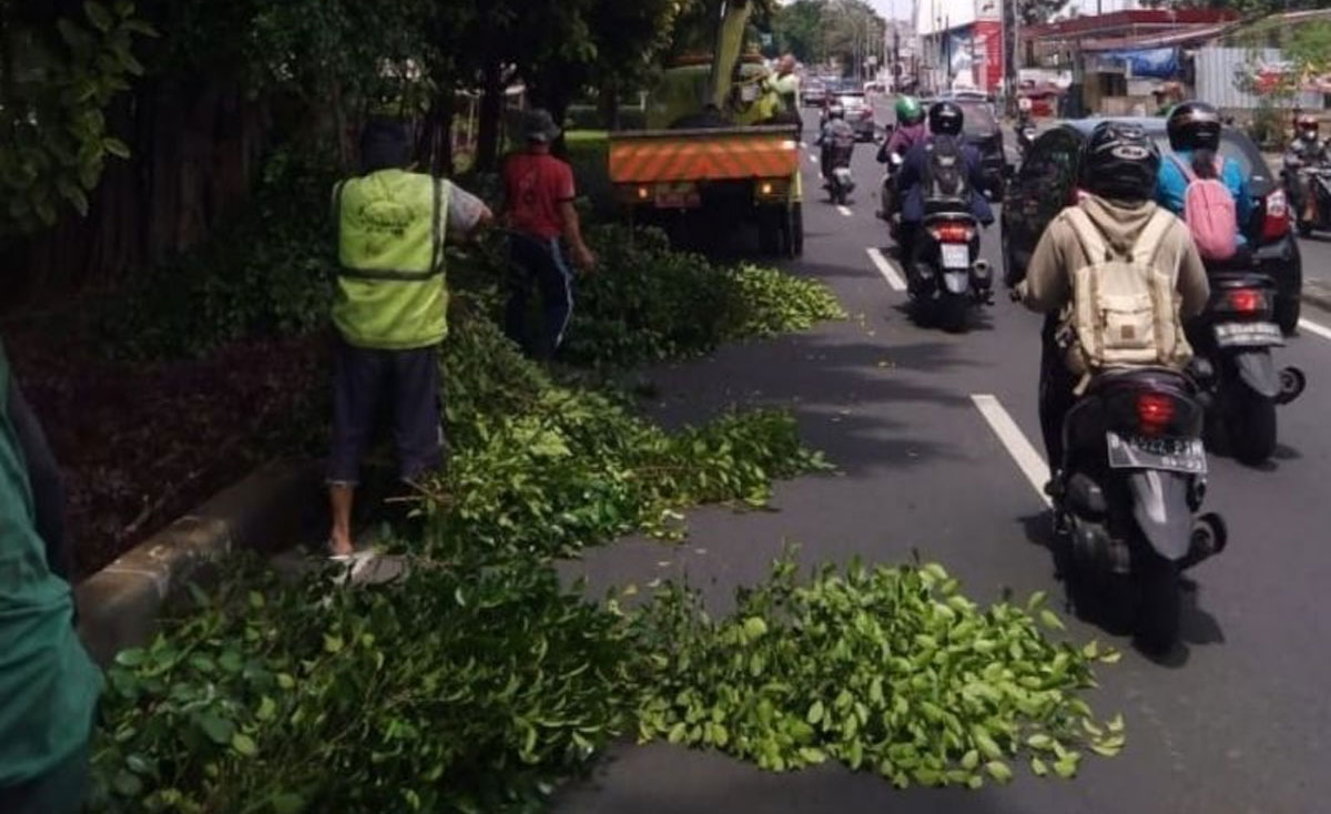 pohon