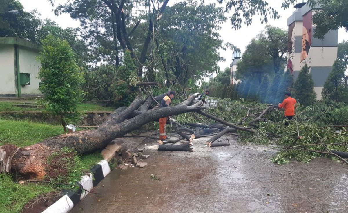 pohon tumbang