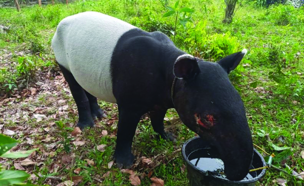 tapir