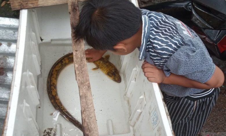 ikan sidat