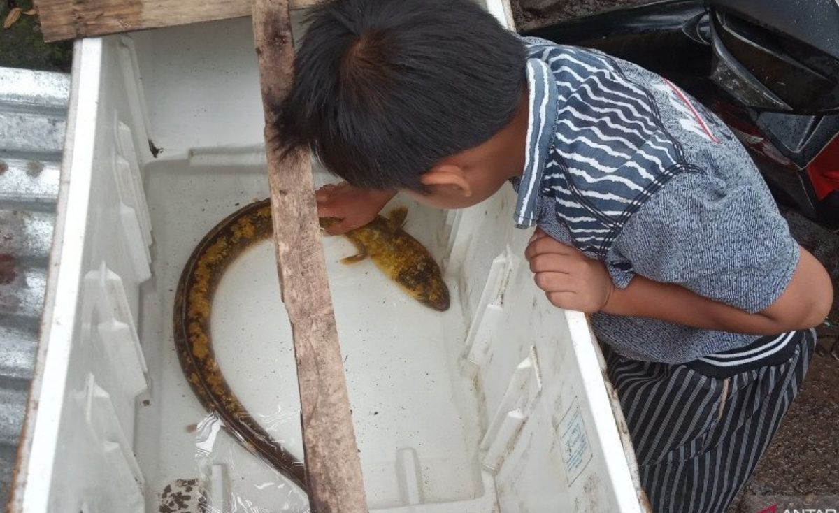 ikan sidat