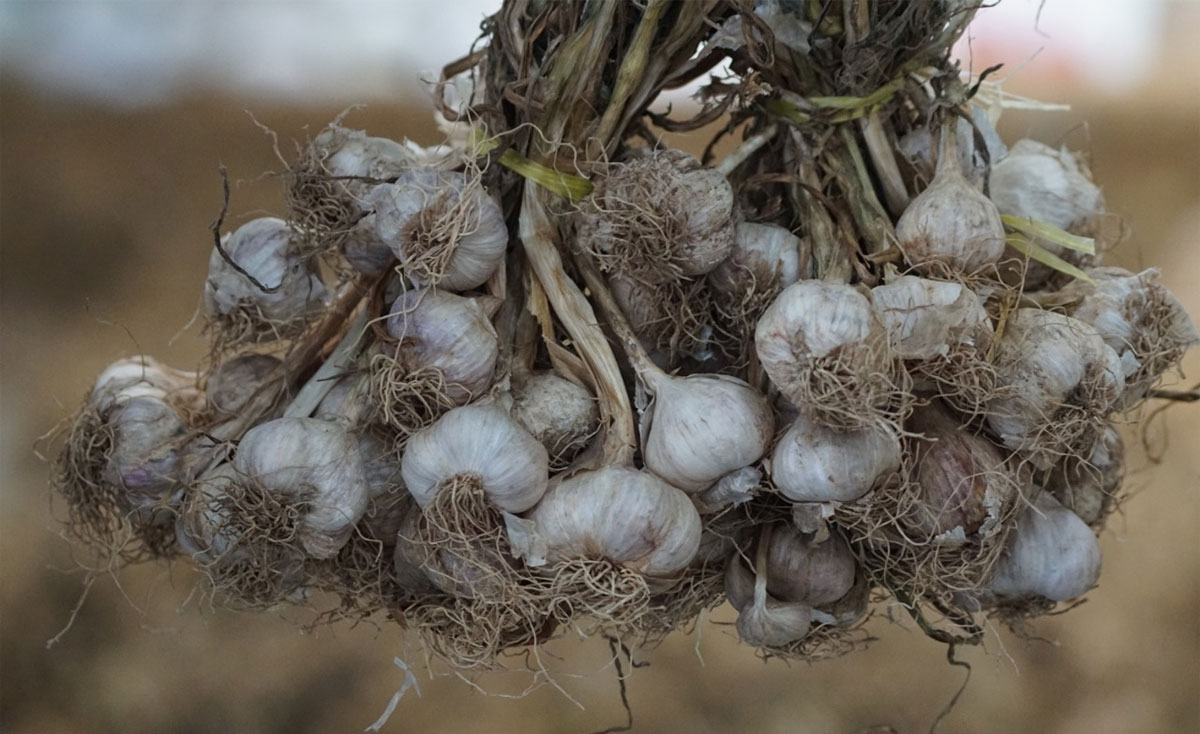 bawang putih