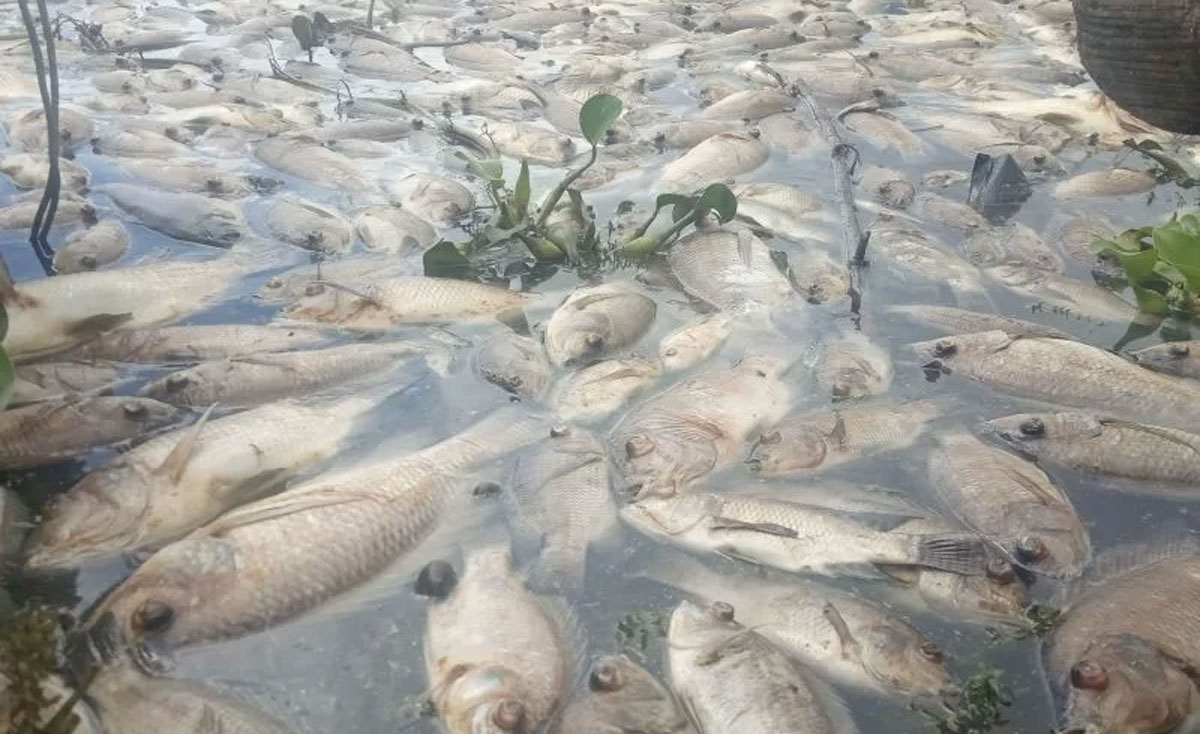 ikan mati