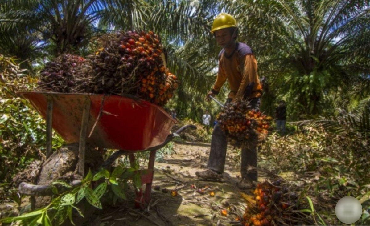 kelapa sawit