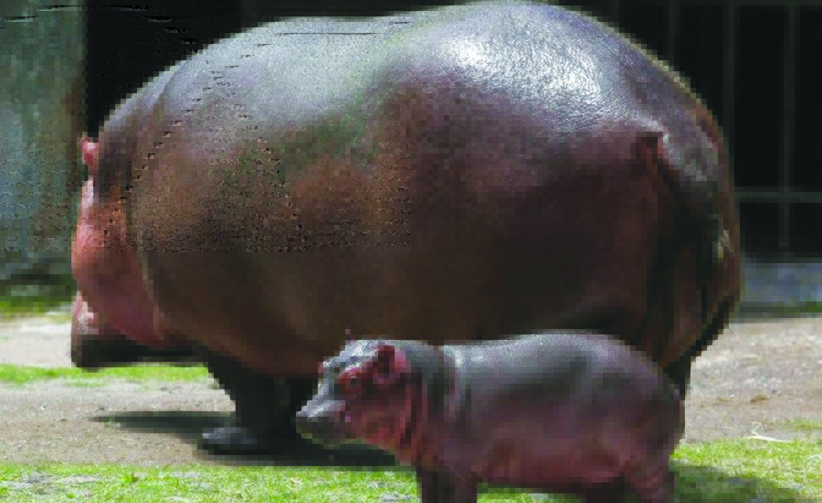 kudanil