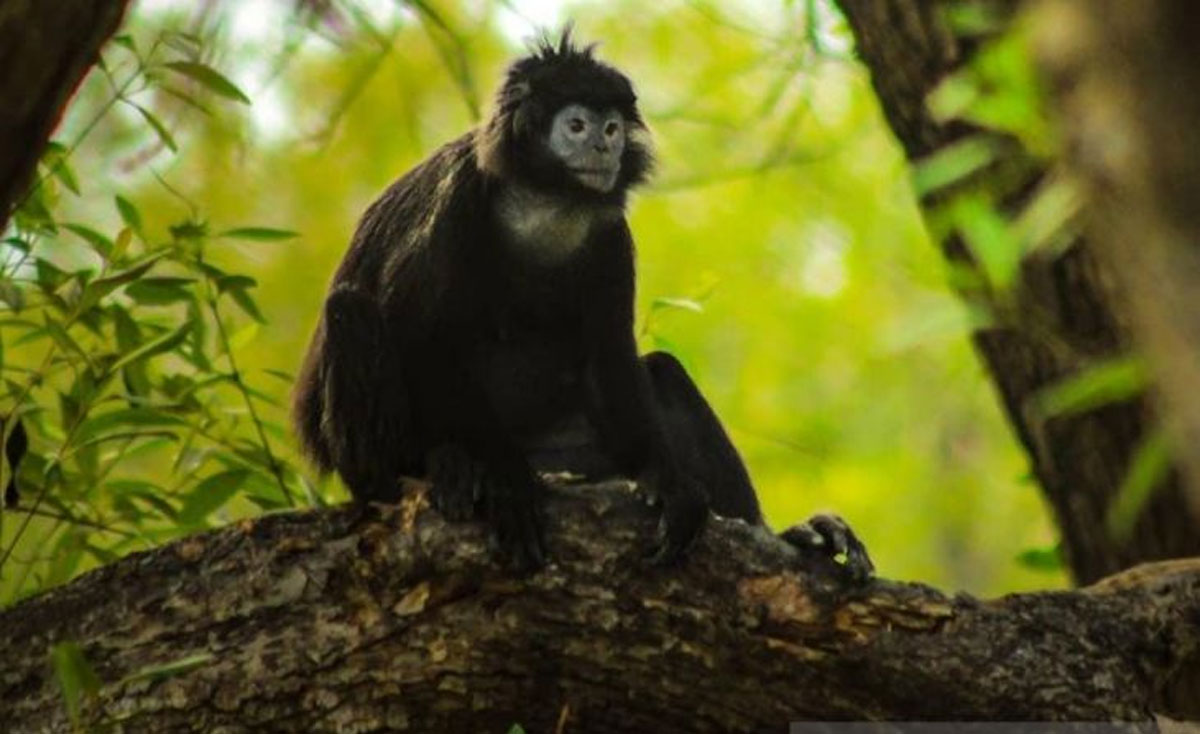 Lutung Jawa