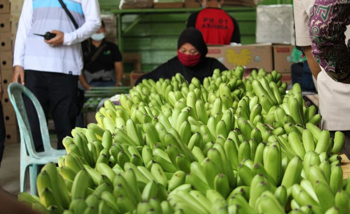 produk hortikultura