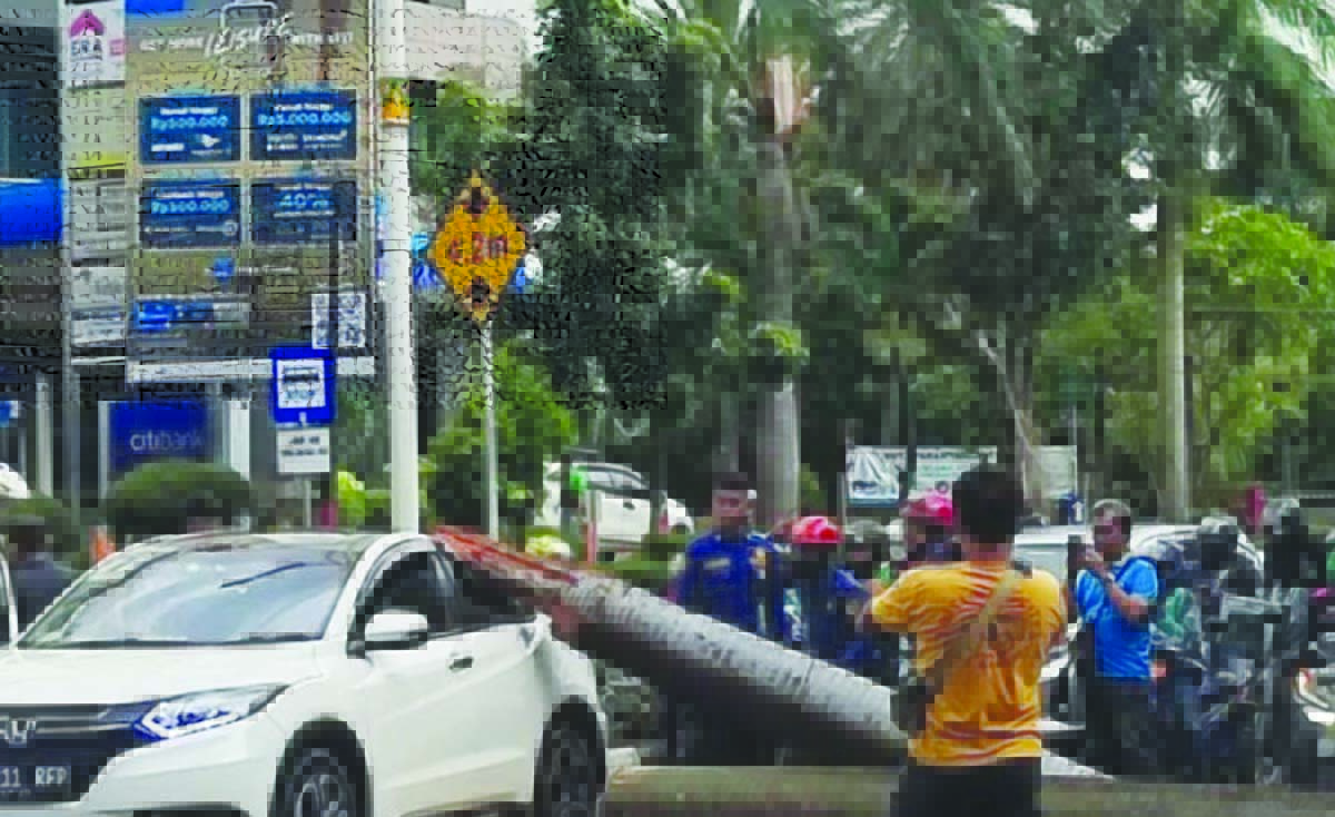pohon tumbang