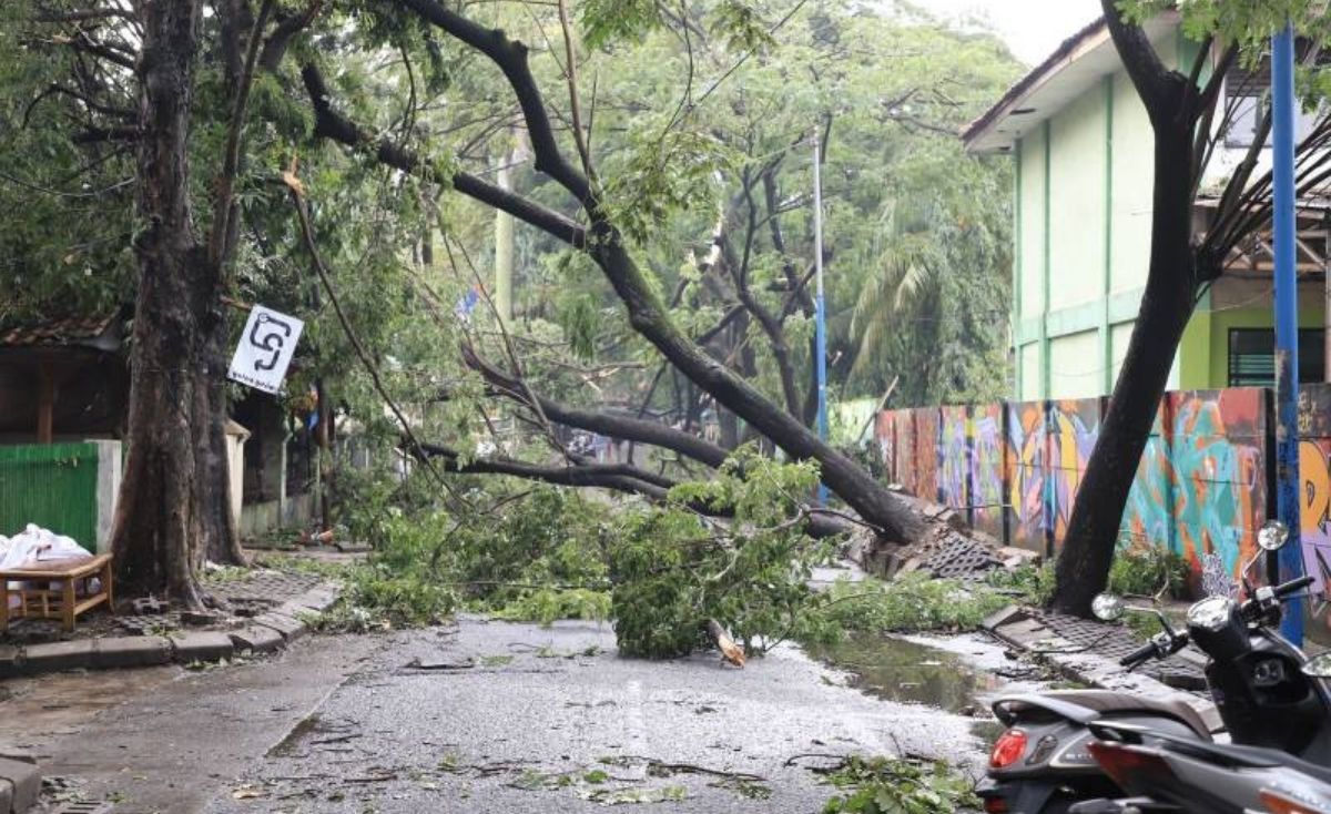 pohon tumbang di kota tangerang