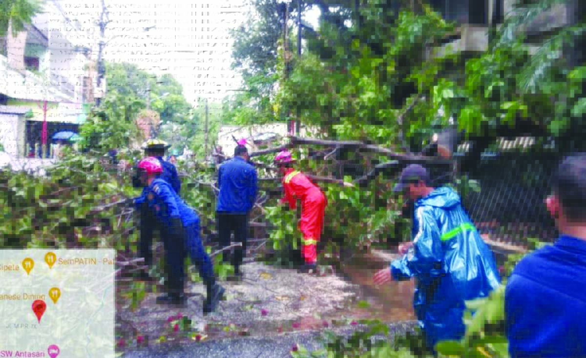 pohon tumbang