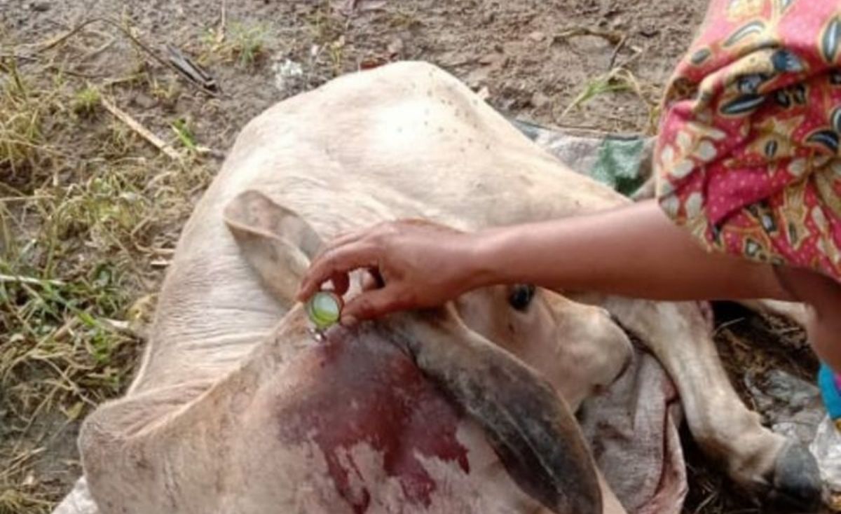 sapi