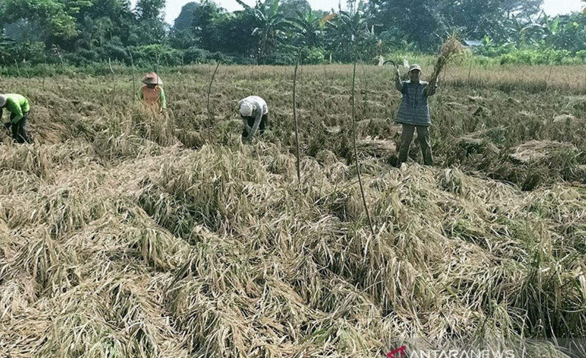 sawah di kota jakbar