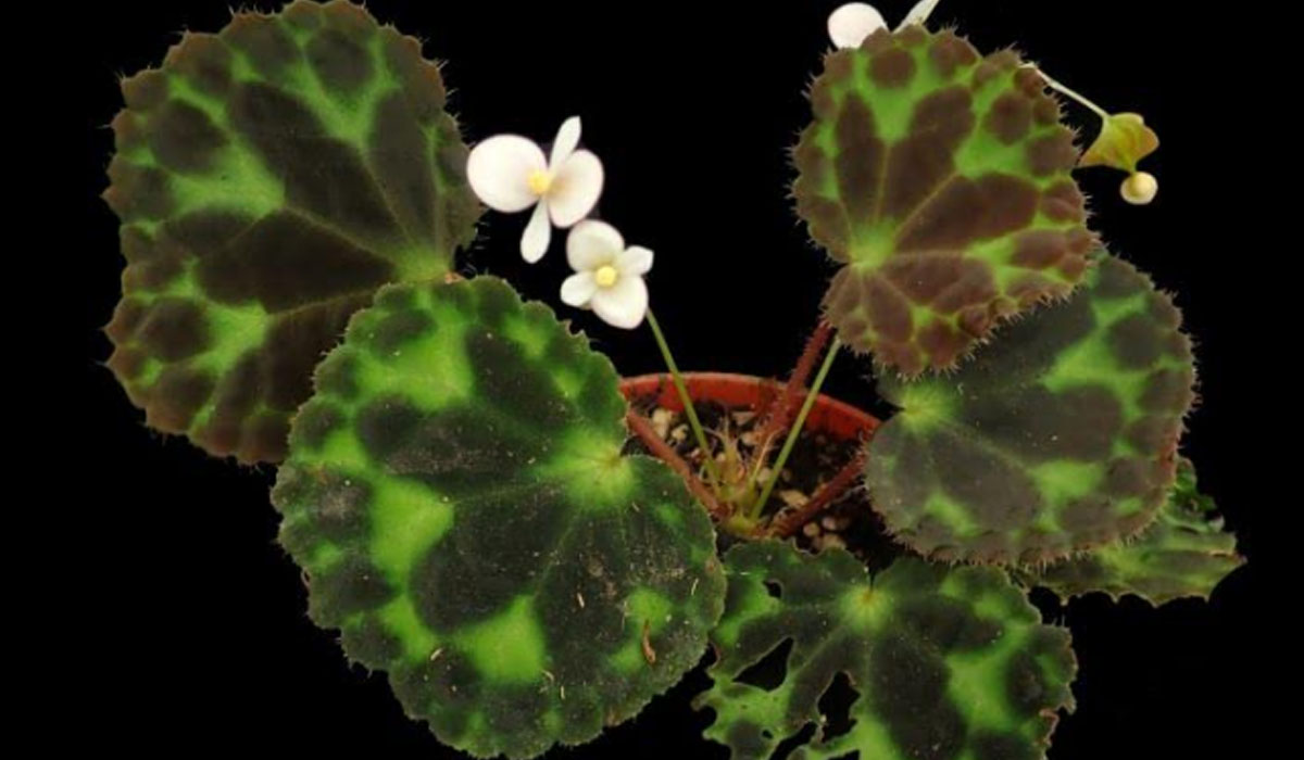 Begonia robii