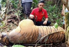 Ilustrasi - Bangkai Seekor Harimau Sumatera (Phantera Tigris Sumatrae) Yang Ditemukan Di Hutan Seluma, Provinsi Bengkulu.