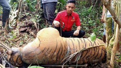 Ilustrasi - Bangkai seekor harimau Sumatera (Phantera tigris Sumatrae) yang ditemukan di hutan Seluma, Provinsi Bengkulu.