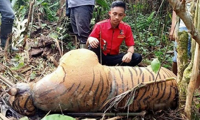 Ilustrasi - Bangkai Seekor Harimau Sumatera (Phantera Tigris Sumatrae) Yang Ditemukan Di Hutan Seluma, Provinsi Bengkulu.